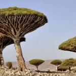 Misteri Pulau Socotra, Sebuah Perjalanan Menyelami Keunikan Biodiversitas yang Langka